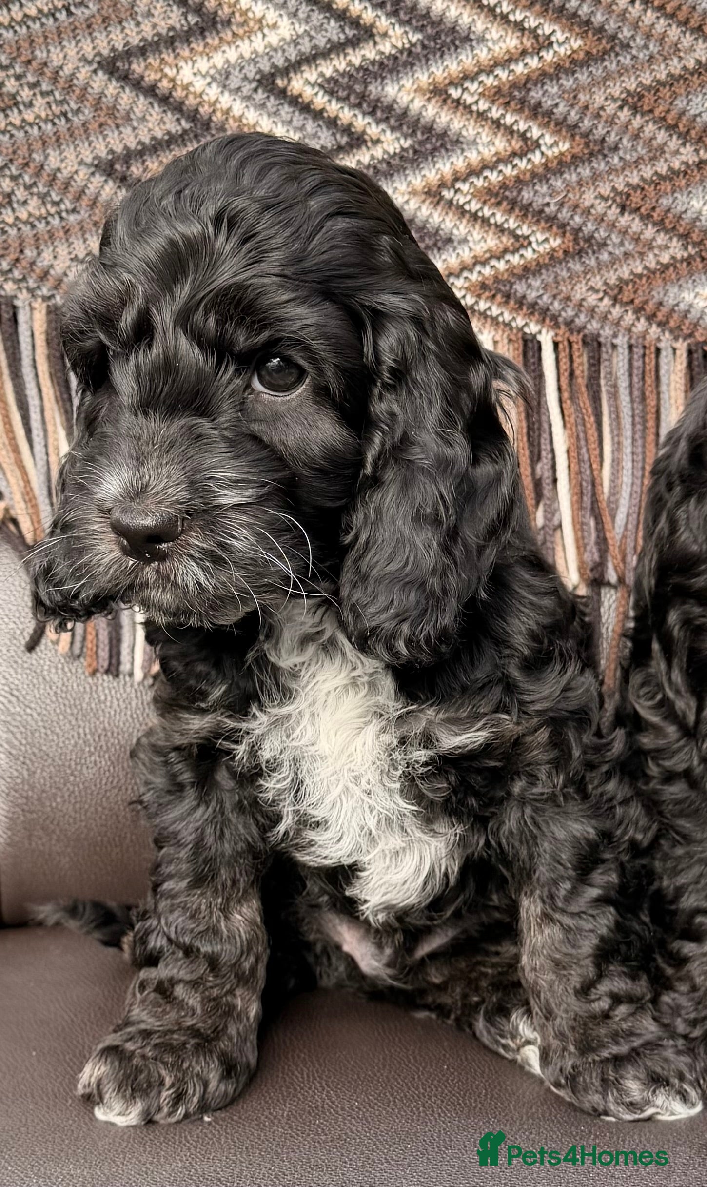 Cockapoo dogs F1 Cockapoo Puppies - Advert 17
