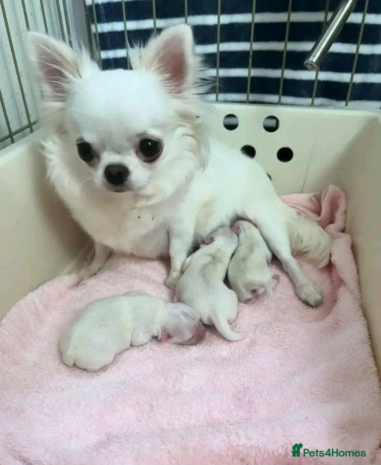 Chihuahua dogs Chihuahua puppies  - Advert 16
