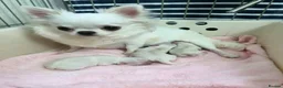 Chihuahua dogs for sale: Chihuahua puppies  in Glasgow - Advert 1