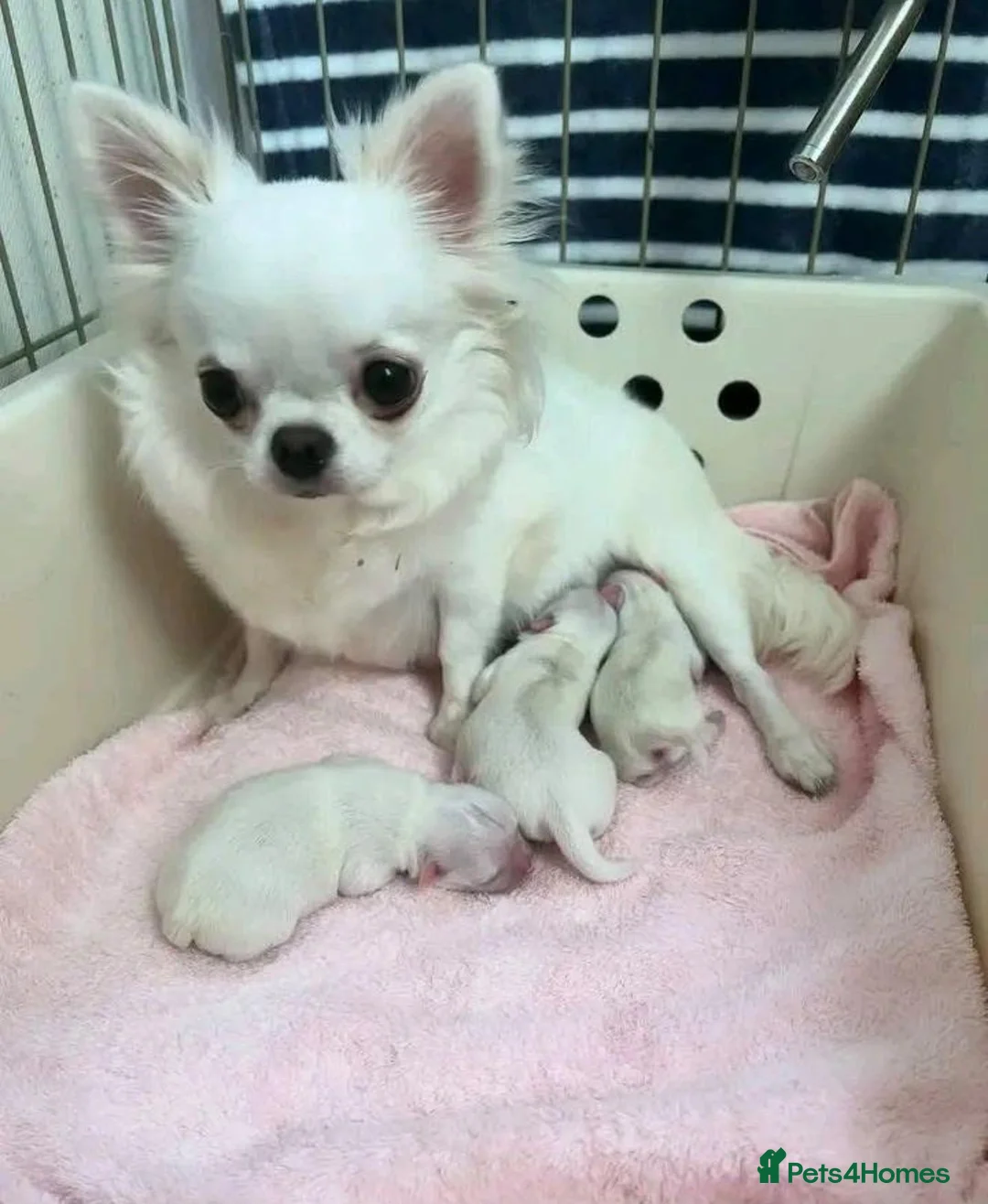 Chihuahua dogs for sale: Chihuahua puppies  in Glasgow - Advert 1