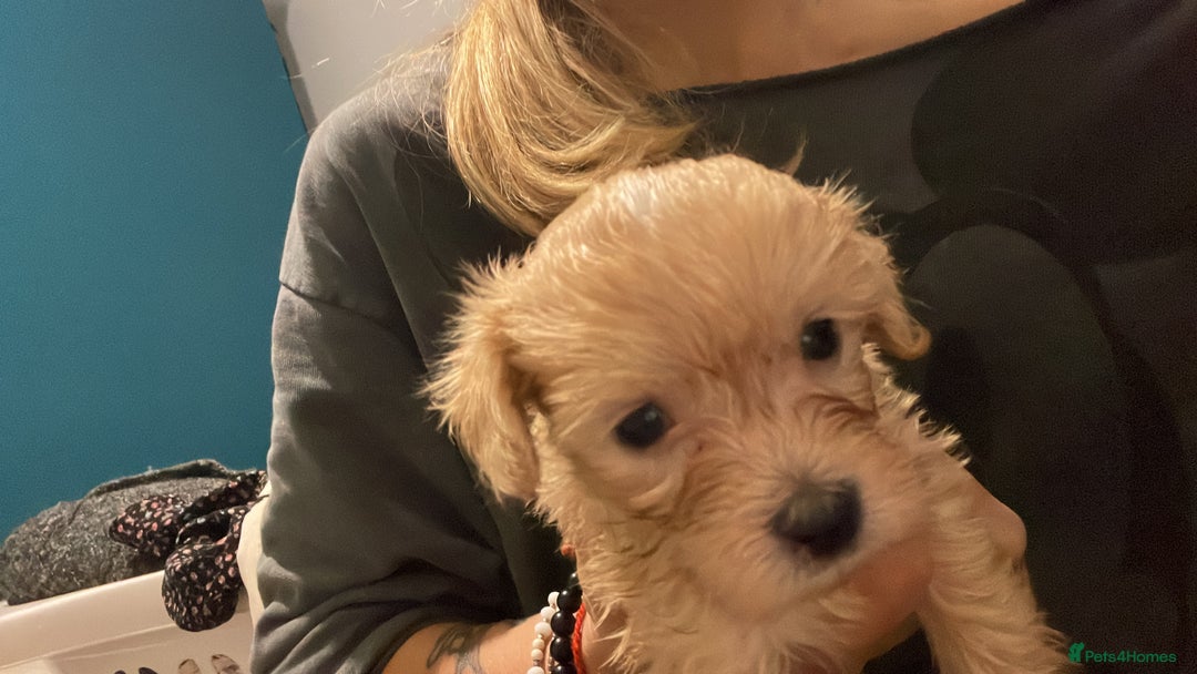 Maltipoo dogs for sale: We have 5 stunning Maltipoos 4 boys and one girl  - Image 3