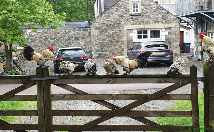 Hens poultry - Advert 1