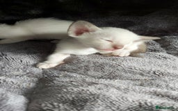 Oriental cats for sale: Full Pedigree Oriental 6 Kittens XL size ears GCCF - Image 2