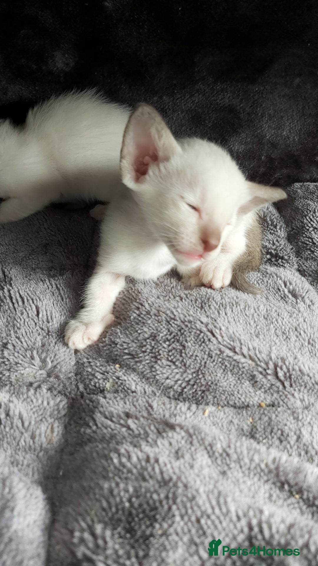 Oriental cats for sale: Full Pedigree Oriental 6 Kittens XL size ears GCCF - Image 2