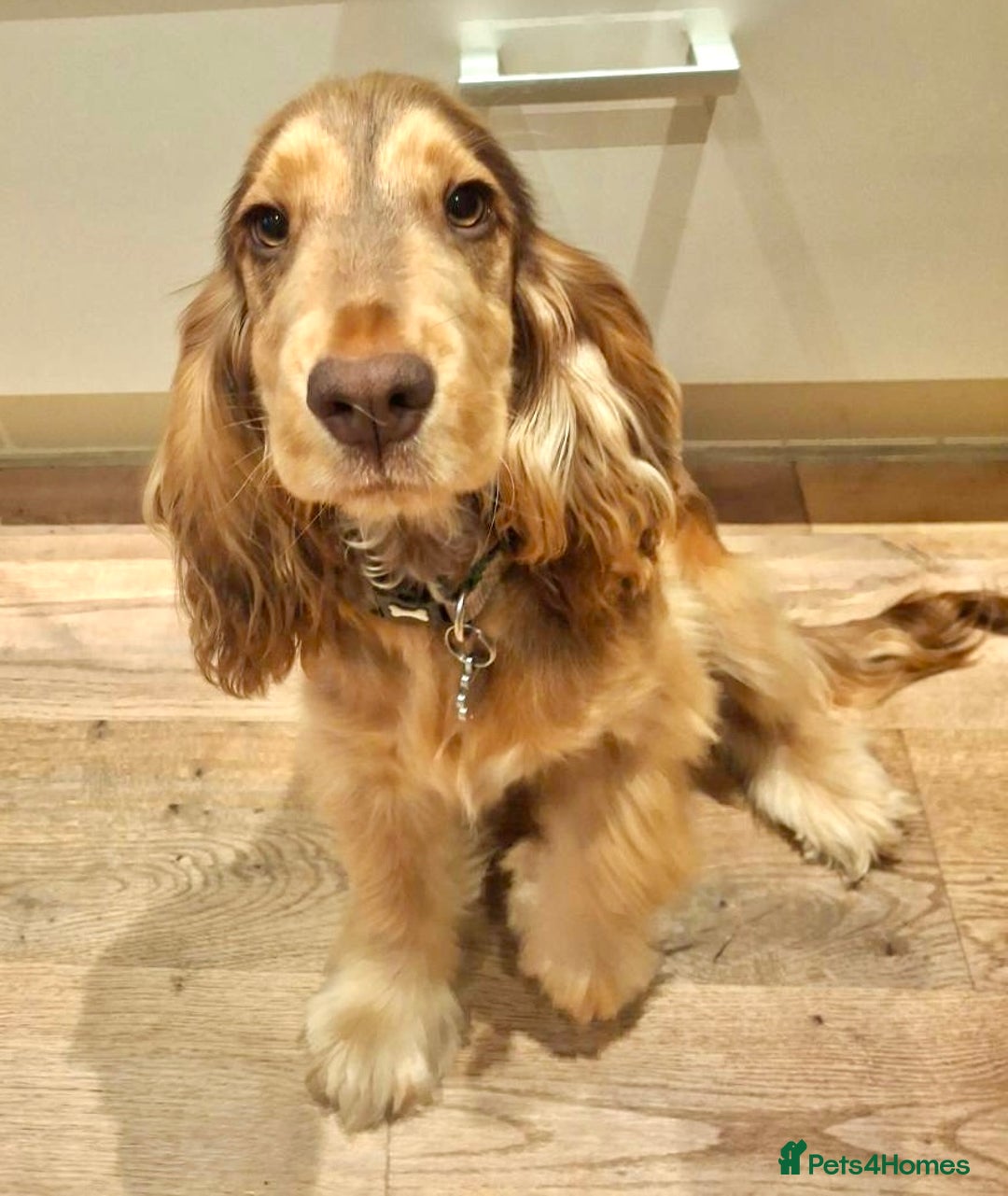 Cocker Spaniel dogs for sale: Chocolate Sable Show Cocker Spaniel  - Advert 2