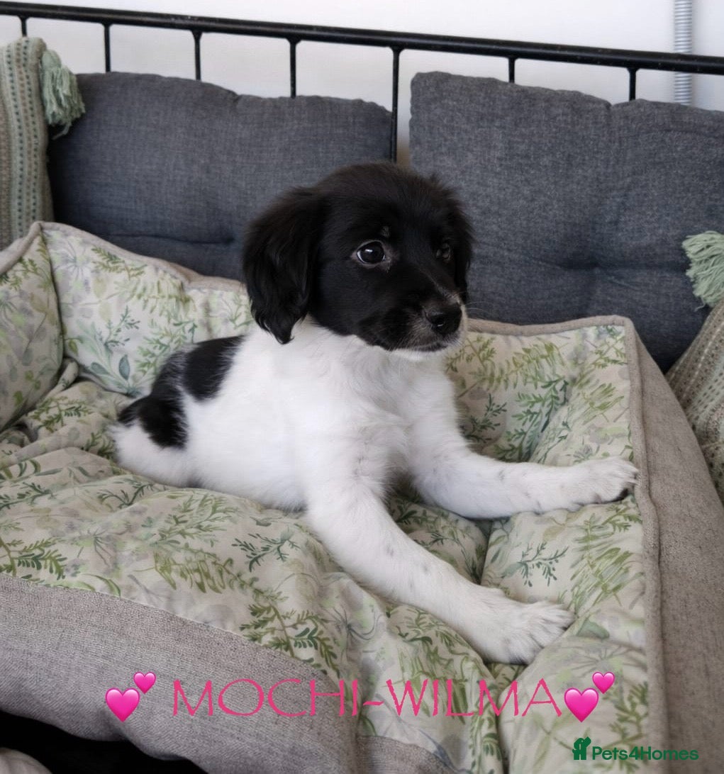Mixed Breed dogs 💕Wilma-Mochi: bringing joy wherever her paws go💕 - Advert 1