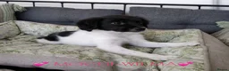 Mixed Breed dogs for adoption: 💕Wilma-Mochi: bringing joy wherever her paws go💕 in Maidstone - Advert 1