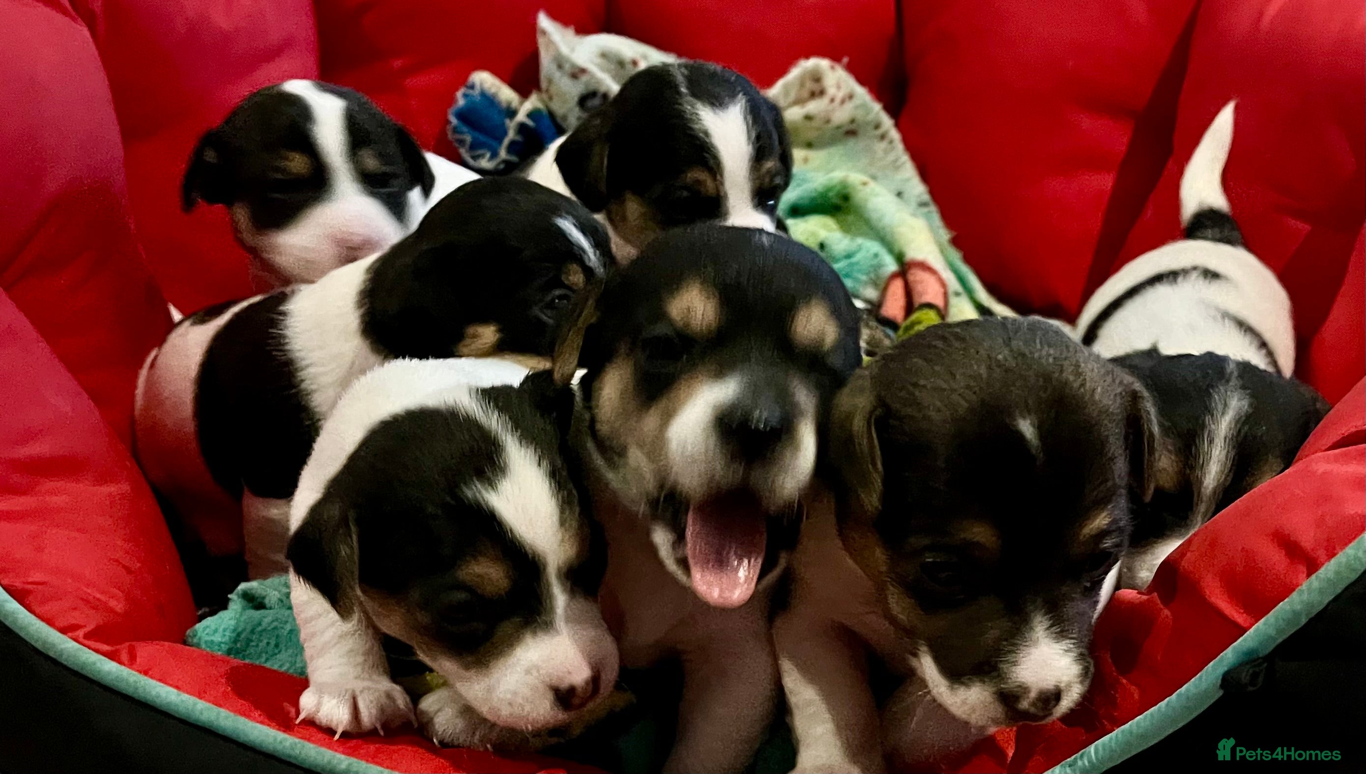 Mixed Breed dogs First litter of 7 Jack Russel puppies  - Advert 4