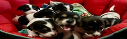Mixed Breed dogs for sale: First litter of 7 Jack Russel puppies  - Advert 1