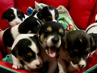 Mixed Breed dogs First litter of 7 Jack Russel puppies - Advert 1