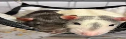 Rat rodents for sale: Two male rats for sale in Honiton - Advert 2