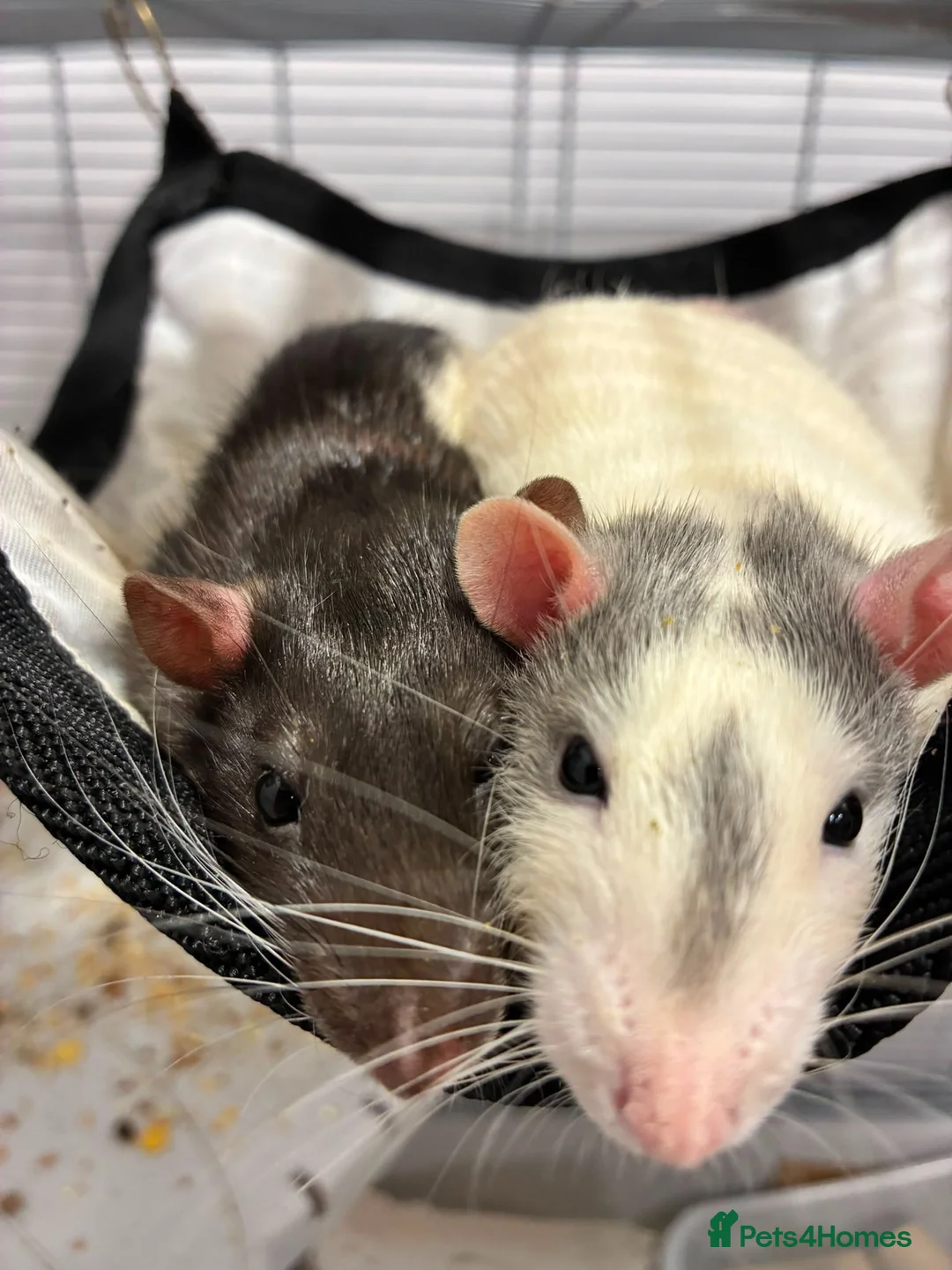 Rat rodents for sale: Two male rats for sale in Honiton - Advert 2