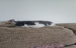 Mixed Breed cats for sale: Kittens mix breed.  - Image 7