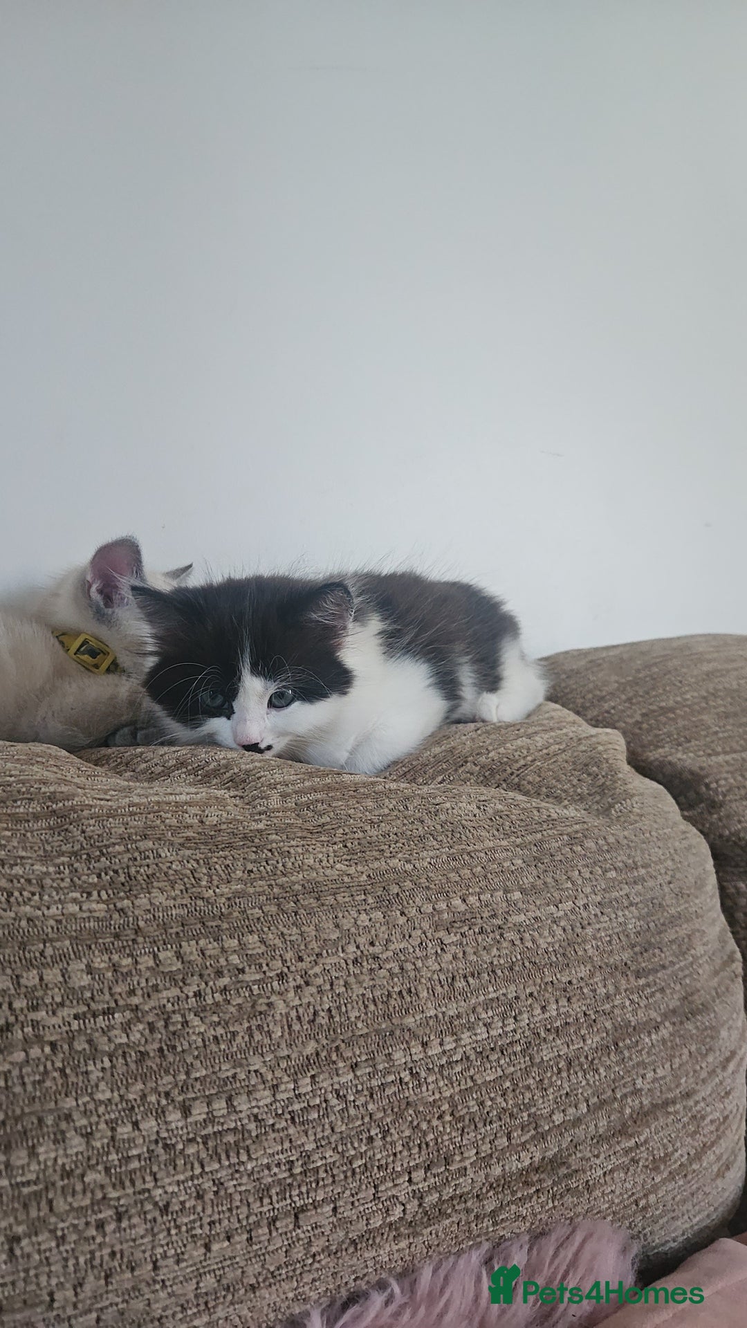 Mixed Breed cats for sale: Kittens mix breed.  - Image 7