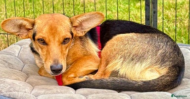 Miniature Pinscher dogs - Advert 5
