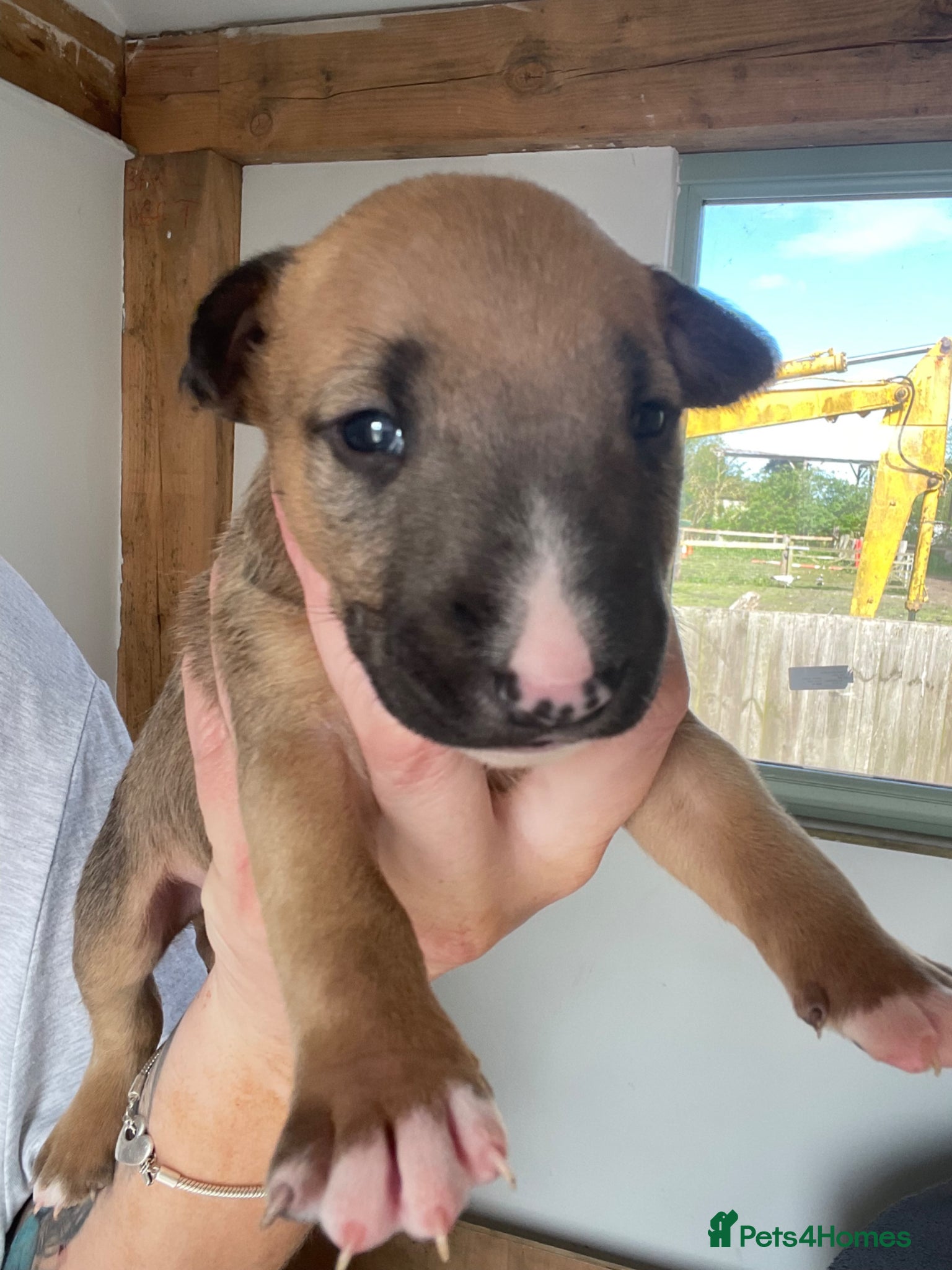 English Bull Terrier dogs for sale: *One Left* KC Reg English Bull Terrier Pups  - Advert 17