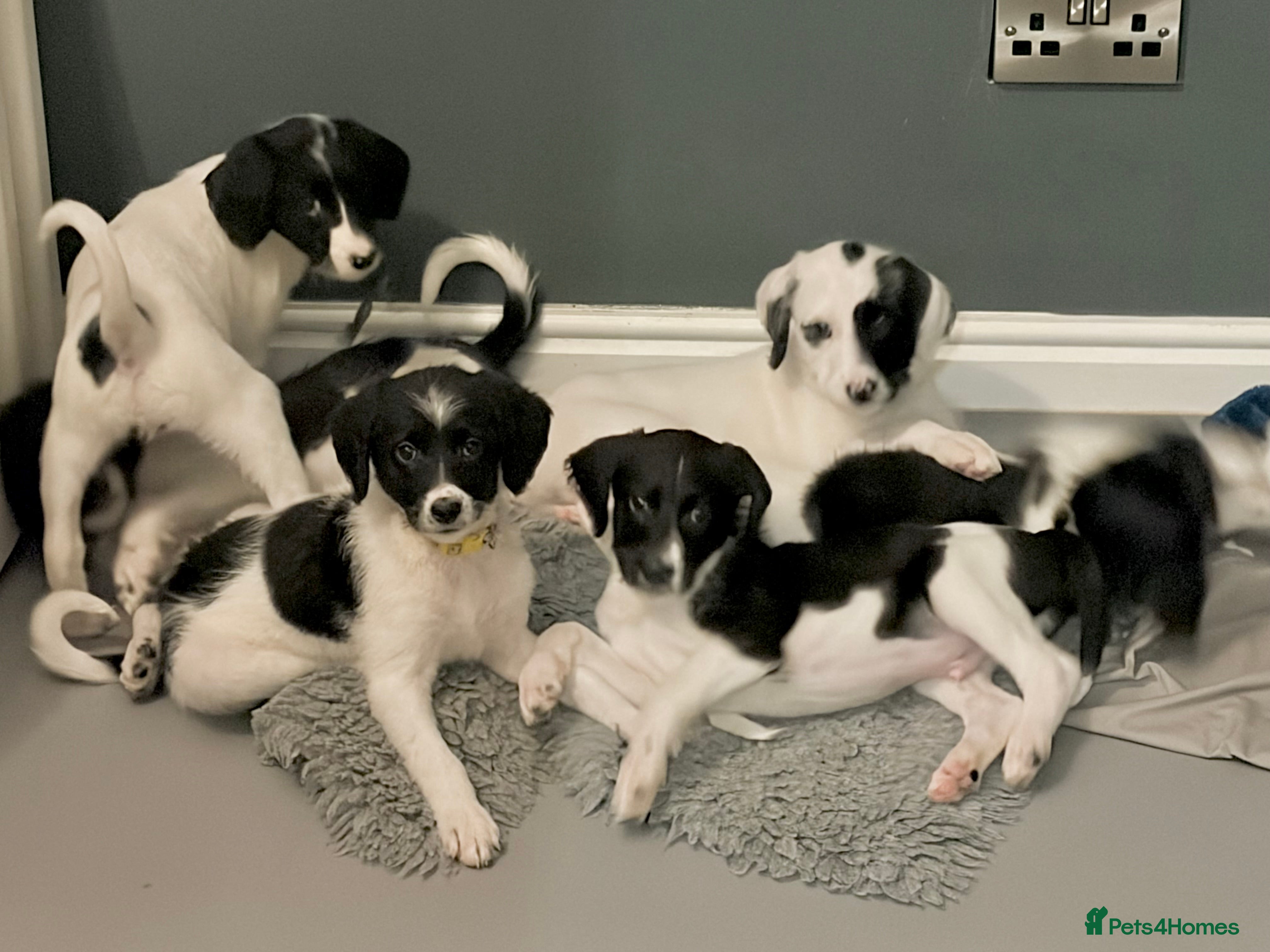 Mixed Breed dogs Lurcher x standard poodle ready now - Advert 1