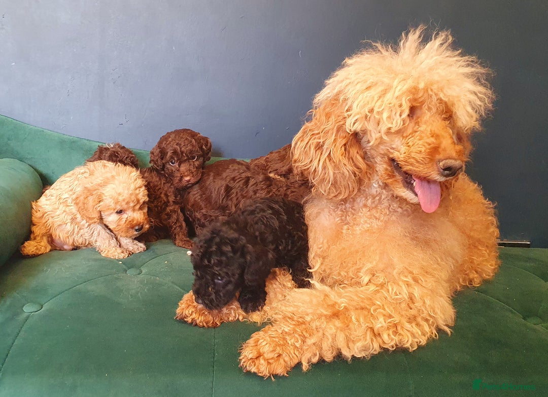 Miniature Poodle dogs for sale: Miniature poodle  - Advert 2