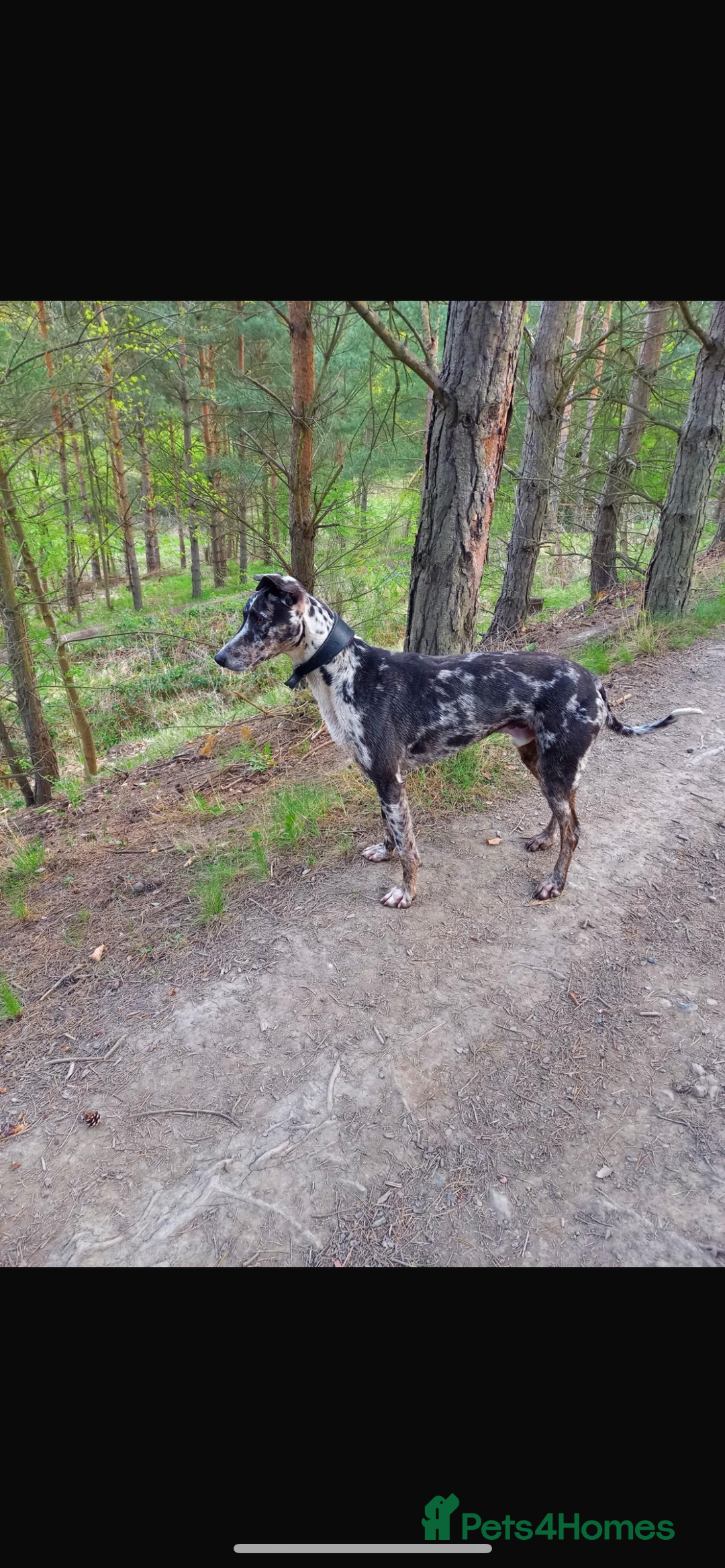 Lurcher dogs for sale: Lurcher Puppies For Sale - Image 8