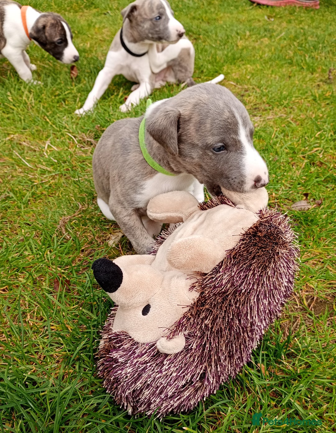 Whippet dogs for sale: Quality KC reg Whippet Puppies - Image 13