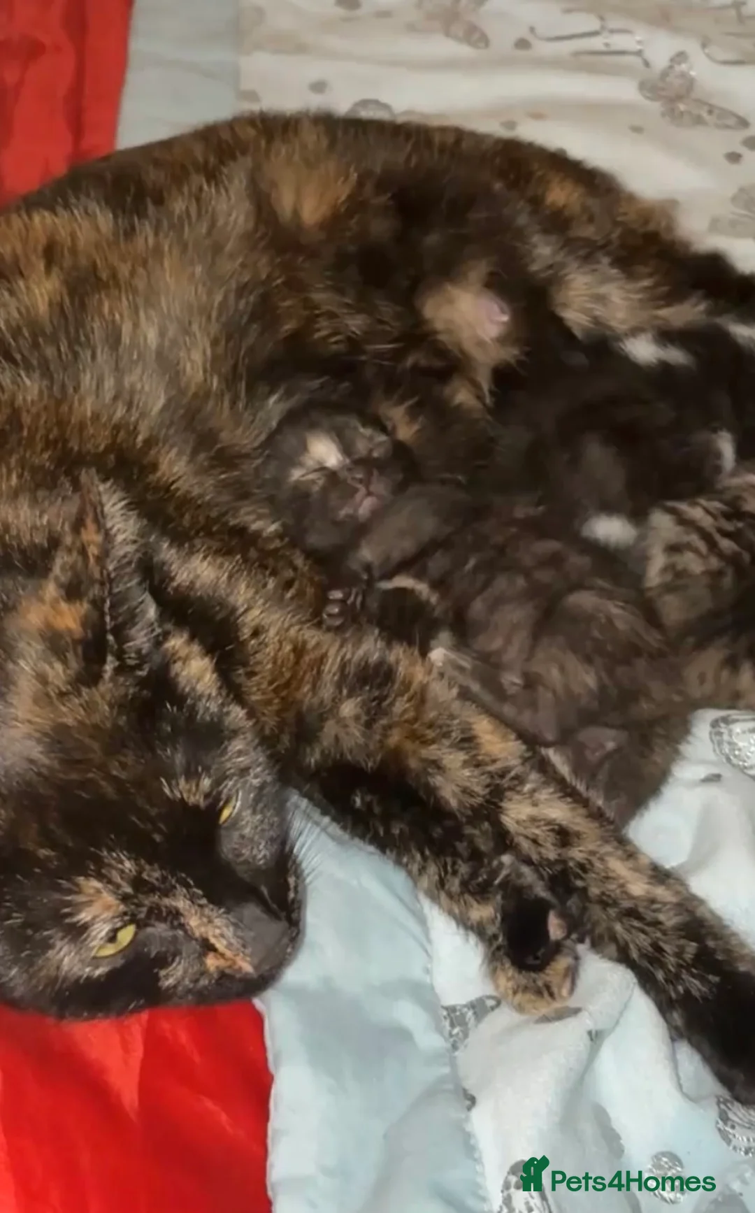 Mixed Breed cats for sale: 1 TORTIE GIRL LEFT 💖😻 - Advert 1