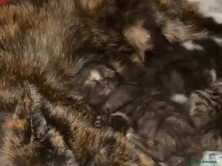 Mixed Breed cats 1 TORTIE GIRL LEFT 💖😻 - Advert 4