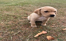Labrador Retriever dogs for sale: Labrador retriever puppies - Image 12