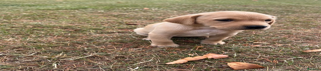 Labrador Retriever Puppy 2