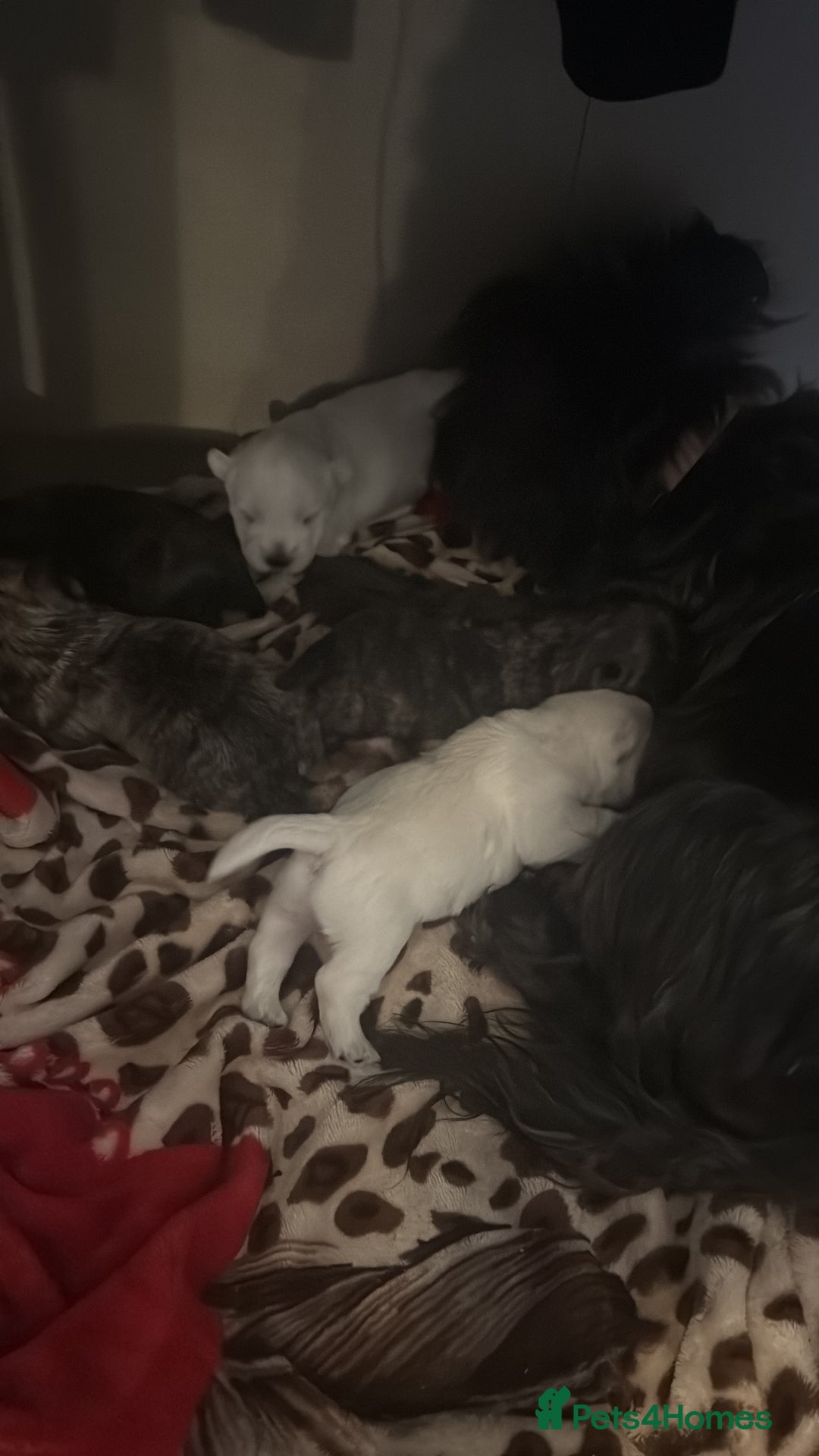 Mixed Breed dogs for sale: westie /wauzers - Advert 11