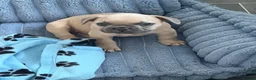 French Bulldog dogs for sale: 🐾 French Bulldog Puppies – ready for new homes 🐾 in Crawley - Advert 6