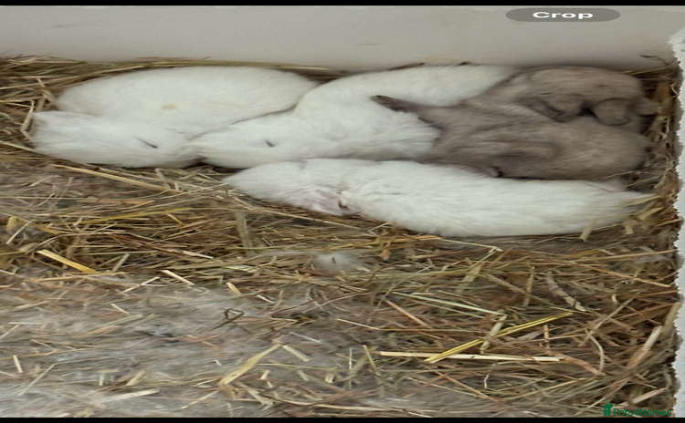 Dwarf Lop rabbits - Advert 2