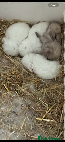 Dwarf Lop rabbits - Advert 1