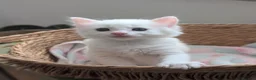 Mixed Breed cats for sale:  Fluffy White Kittens – Ready for Loving Homes - Advert 6
