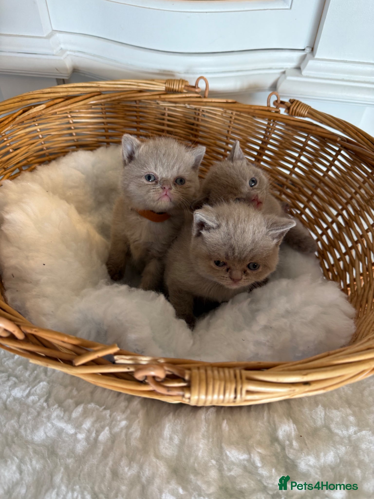 British Shorthair cats for sale: Beautiful British shorthair kittens  in Cardiff - Advert 11