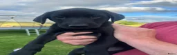 Labrador Retriever dogs for sale: KC Registered Working Labrador Pups  - Advert 5
