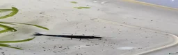 Shrimps fish for sale: Blue Velvet Cherry Shrimp – Live Blue Neocaridina  - Advert 4