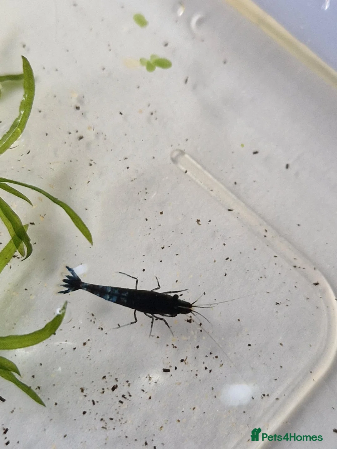 Shrimps fish for sale: Blue Velvet Cherry Shrimp – Live Blue Neocaridina  - Advert 4
