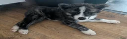 Japanese Akita Inu dogs for sale: Akita puppies pedigree for forever loving homes - Advert 5