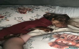 Dachshund dogs for sale: Beautiful boy  - Image 2