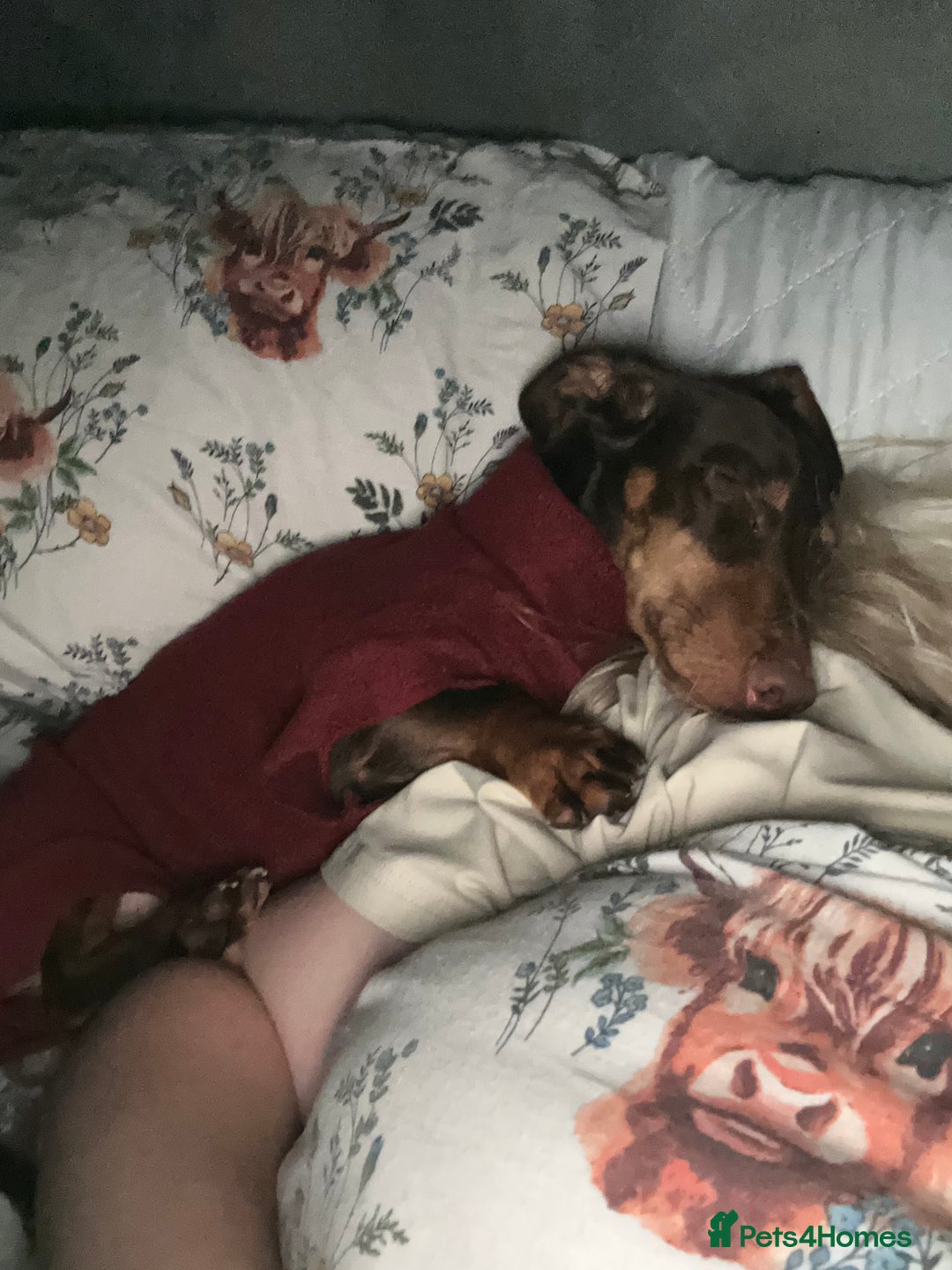 Dachshund dogs for sale: Beautiful boy  - Image 2