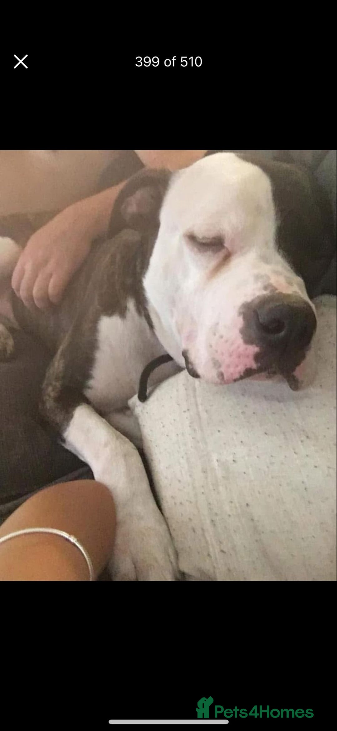 American Bulldog dogs for sale: American Bulldog  - Advert 2