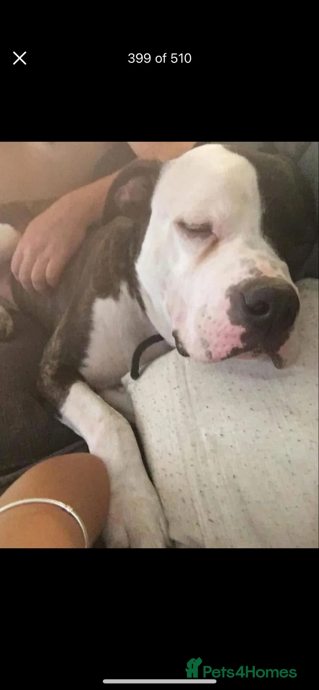 American Bulldog dogs for sale: American Bulldog  - Advert 2