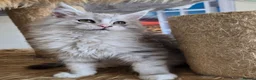 Maine Coon cats for sale: Ready now Silver with white Maine Coon kittens - Advert 10