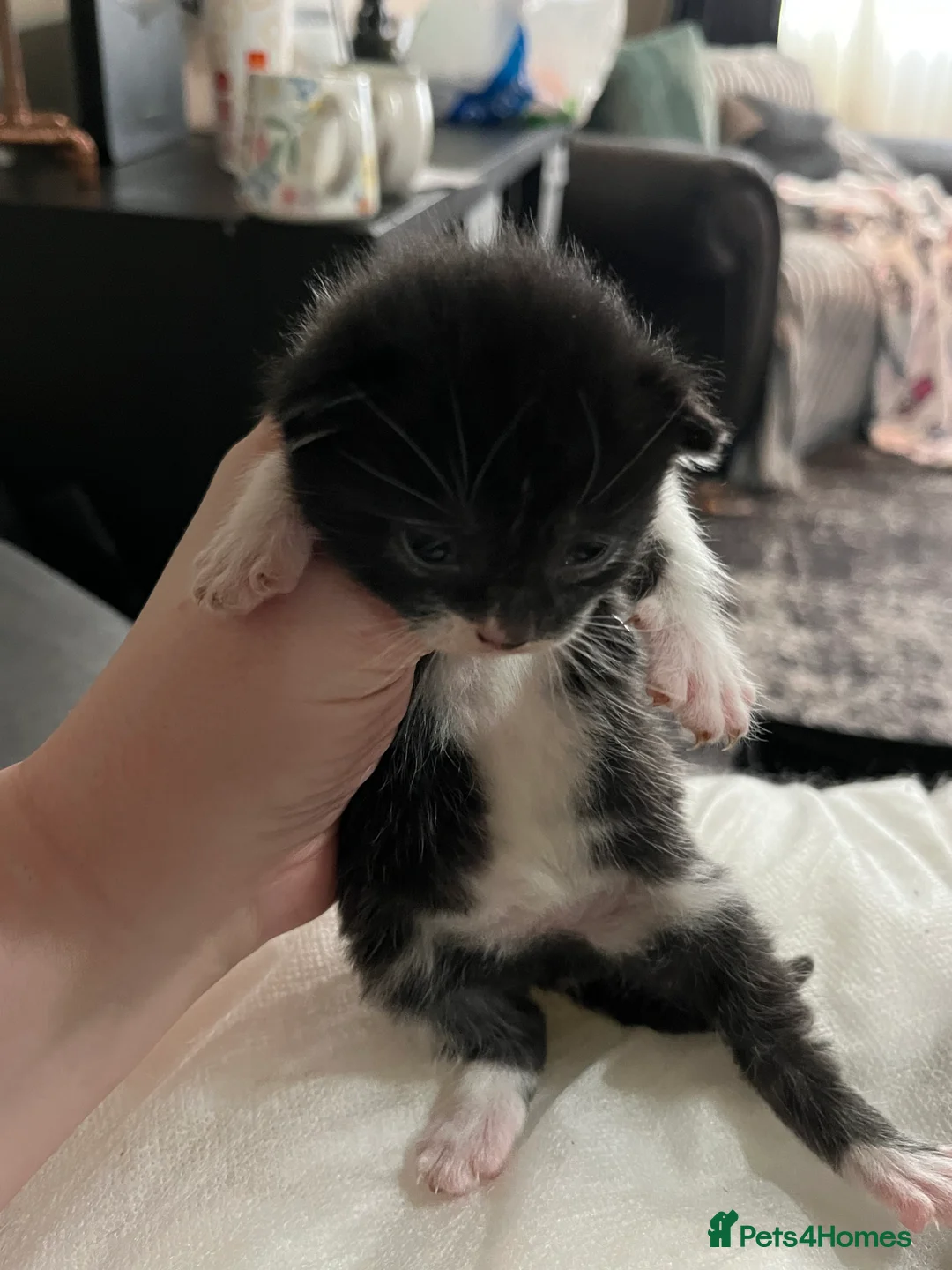 Mixed Breed cats for sale: Munchkin x kittens for adoption  - Advert 9