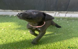 Labrador Retriever dogs for sale: READY NOW Beautiful top kc line Labrador puppy’s  - Image 3