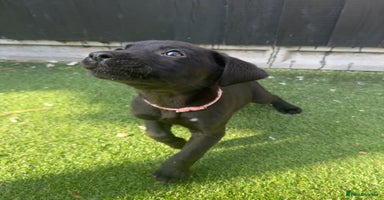 Labrador Retriever dogs - Advert 16