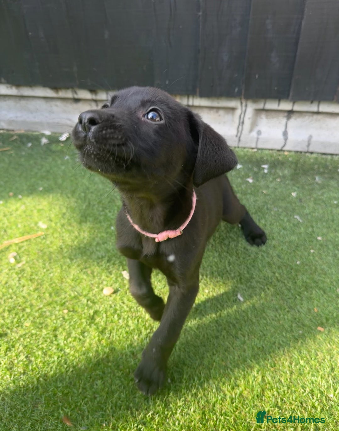 Labrador Retriever dogs for sale: READY NOW Beautiful top kc line Labrador puppy’s  - Image 3