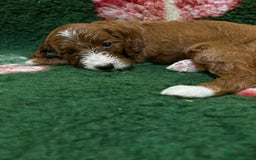 Irish Doodle dogs for sale: Irish red and white doodle puppies  - Image 14