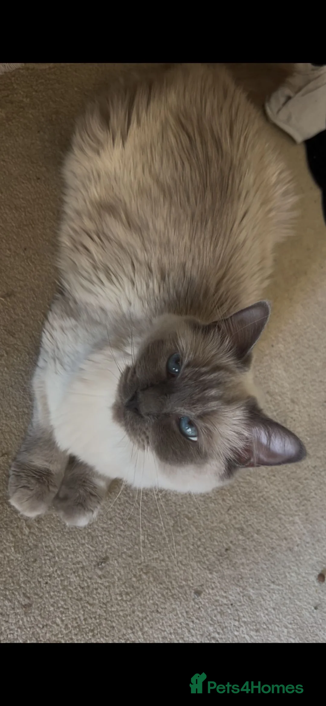 Persian cats for sale: LAST DOLLFACE CHINCHILLA PERSIAN GIRL - Advert 5