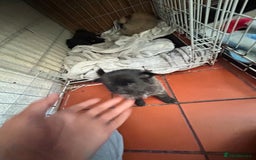 Mixed Breed dogs for sale: 4 puppies left  - Image 8